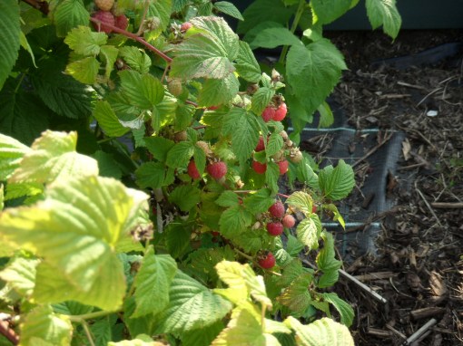 The raspberries keep on coming.. they love the rain...
